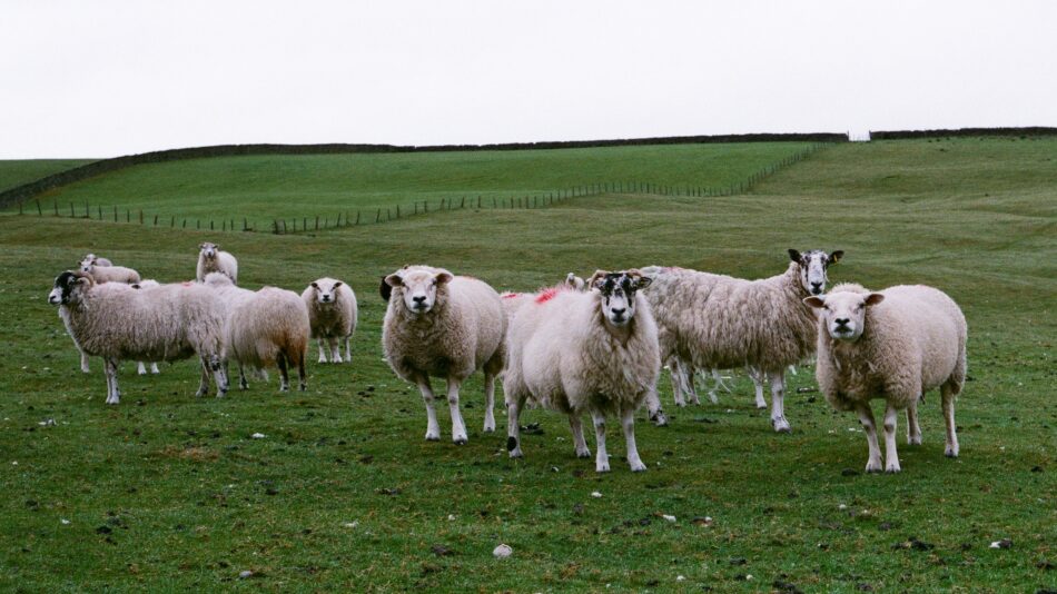 Sheep near Hebden